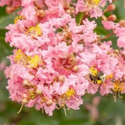 Perfect Plants Sioux Crape Myrtle Tree All Trees 11 Perfect Plants Sioux Crape Myrtle Tree All Trees