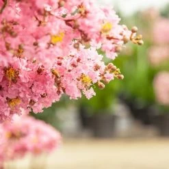 Perfect Plants Sioux Crape Myrtle Tree All Trees 12 Perfect Plants Sioux Crape Myrtle Tree All Trees