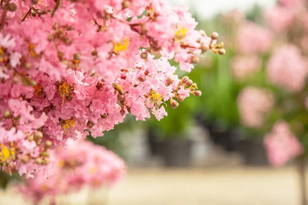 Perfect Plants Sioux Crape Myrtle Tree All Trees 6 Perfect Plants Sioux Crape Myrtle Tree All Trees