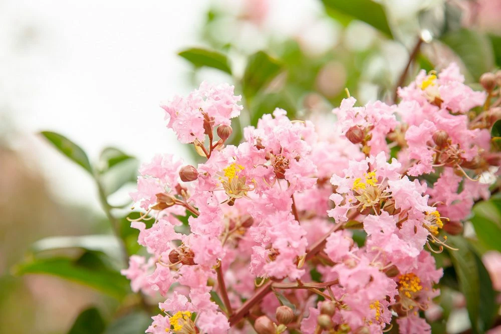 Perfect Plants Sioux Crape Myrtle Tree All Trees 7 Perfect Plants Sioux Crape Myrtle Tree All Trees