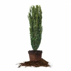 Perfect Plants All Shrubs & Hedges Sky Pencil Holly