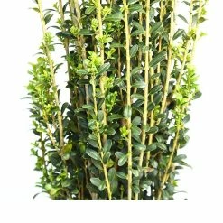 Perfect Plants All Shrubs & Hedges Sky Pencil Holly