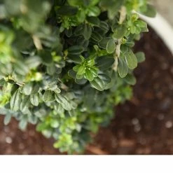 Perfect Plants All Shrubs & Hedges Sky Pencil Holly