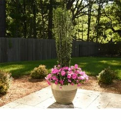 Perfect Plants All Shrubs & Hedges Sky Pencil Holly