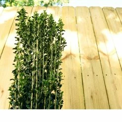 Perfect Plants All Shrubs & Hedges Sky Pencil Holly