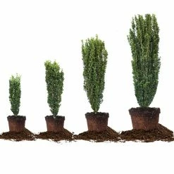 Perfect Plants All Shrubs & Hedges Sky Pencil Holly