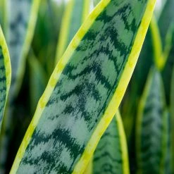 Perfect Plants Variegated Snake Plant
