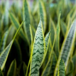 Perfect Plants Variegated Snake Plant