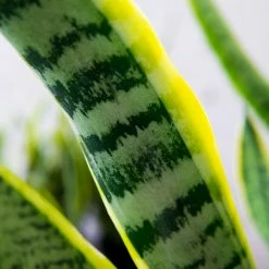 Perfect Plants Variegated Snake Plant