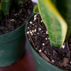 Perfect Plants Variegated Snake Plant