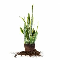 Perfect Plants Variegated Snake Plant