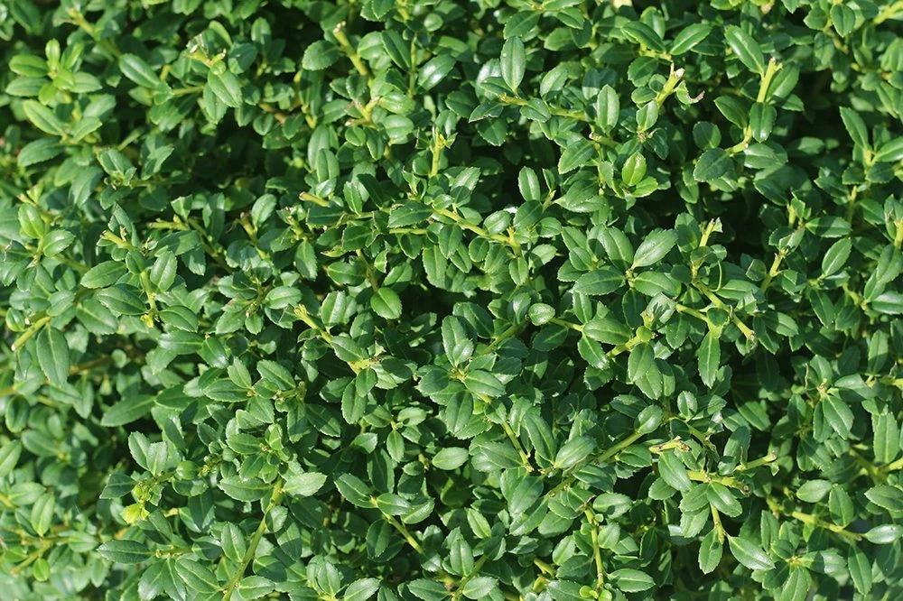 Perfect Plants Soft Touch Holly Shrub Ilex Crenata All Shrubs & Hedges 3 Perfect Plants Soft Touch Holly Shrub Ilex Crenata All Shrubs & Hedges