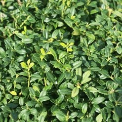 Perfect Plants Soft Touch Holly Shrub Ilex Crenata All Shrubs & Hedges 8 Perfect Plants Soft Touch Holly Shrub Ilex Crenata All Shrubs & Hedges