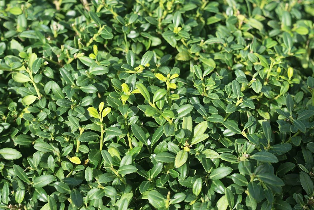 Perfect Plants Soft Touch Holly Shrub Ilex Crenata All Shrubs & Hedges 4 Perfect Plants Soft Touch Holly Shrub Ilex Crenata All Shrubs & Hedges