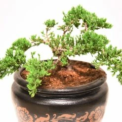 Perfect Plants Bonsai Soil |View All 8 Perfect Plants Bonsai Soil |View All