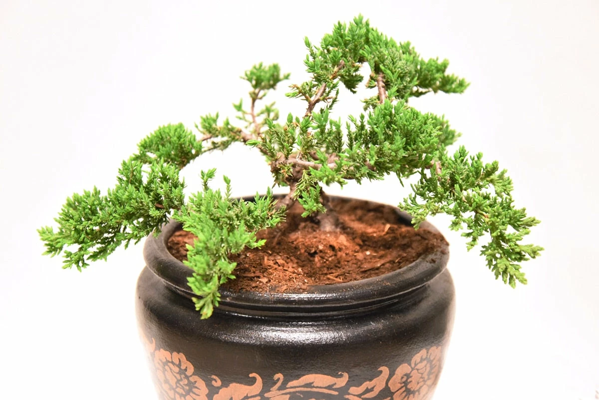 Perfect Plants Bonsai Soil |View All 4 Perfect Plants Bonsai Soil |View All