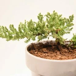 Perfect Plants Bonsai Soil |View All 7 Perfect Plants Bonsai Soil |View All