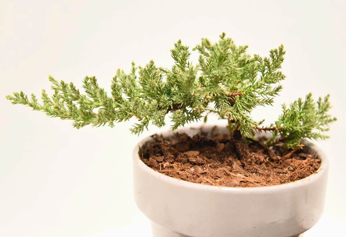 Perfect Plants Sales Shop 17 Perfect Plants Bonsai Soil |View All