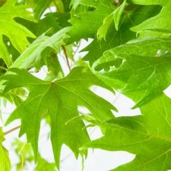 Perfect Plants Southern Jewel Muscadine Grape Vine Shrub Grape Vines