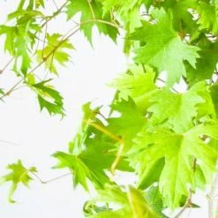 Perfect Plants Southern Jewel Muscadine Grape Vine Shrub Grape Vines 6 Perfect Plants Southern Jewel Muscadine Grape Vine Shrub Grape Vines