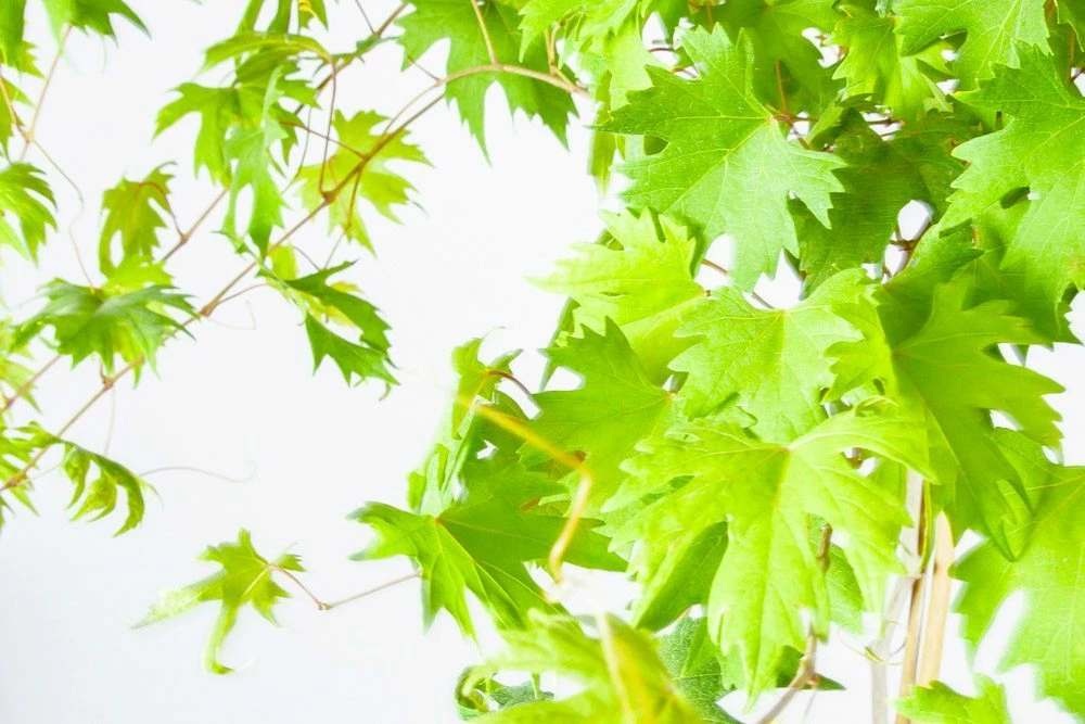 Perfect Plants Southern Jewel Muscadine Grape Vine Shrub Grape Vines 3 Perfect Plants Southern Jewel Muscadine Grape Vine Shrub Grape Vines