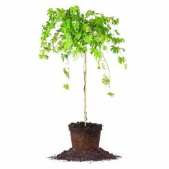 Perfect Plants Southern Jewel Muscadine Grape Vine Shrub Grape Vines