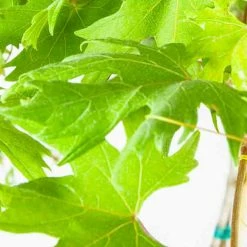 Perfect Plants Southern Jewel Muscadine Grape Vine Shrub Grape Vines 7 Perfect Plants Southern Jewel Muscadine Grape Vine Shrub Grape Vines