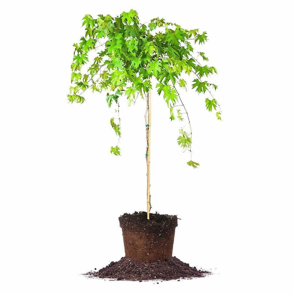 Perfect Plants Southern Jewel Muscadine Grape Vine Shrub Grape Vines 1 Perfect Plants Southern Jewel Muscadine Grape Vine Shrub Grape Vines