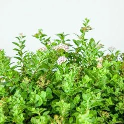Perfect Plants Spirea Shrubs Little Princess Spirea Shrub