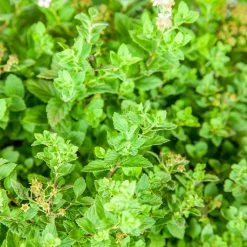 Perfect Plants Spirea Shrubs Little Princess Spirea Shrub