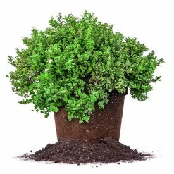 Perfect Plants Spirea Shrubs Little Princess Spirea Shrub