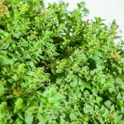 Perfect Plants Spirea Shrubs Little Princess Spirea Shrub