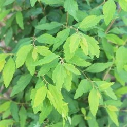 Perfect Plants Bridal Wreath Spirea Shrub All Shrubs & Hedges 11 Perfect Plants Bridal Wreath Spirea Shrub All Shrubs & Hedges