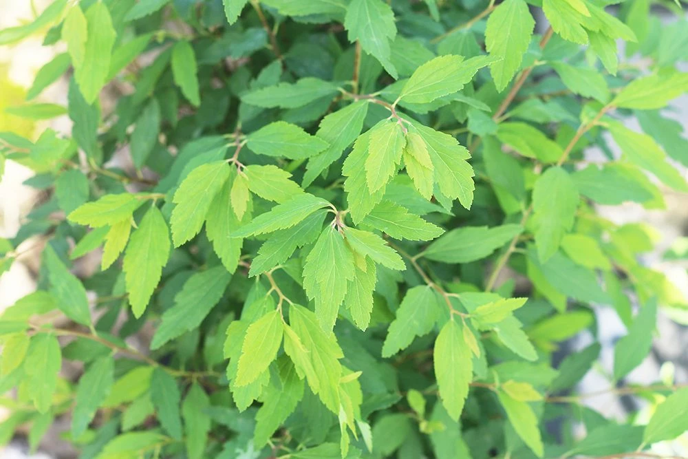 Perfect Plants Bridal Wreath Spirea Shrub All Shrubs & Hedges 5 Perfect Plants Bridal Wreath Spirea Shrub All Shrubs & Hedges