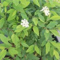 Perfect Plants Bridal Wreath Spirea Shrub All Shrubs & Hedges