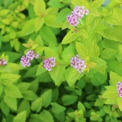 Perfect Plants Goldmound Spirea Shrub Spirea Shrubs