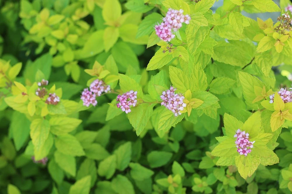 Perfect Plants Goldmound Spirea Shrub Spirea Shrubs 2 Perfect Plants Goldmound Spirea Shrub Spirea Shrubs