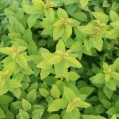 Perfect Plants Goldmound Spirea Shrub Spirea Shrubs 7 Perfect Plants Goldmound Spirea Shrub Spirea Shrubs
