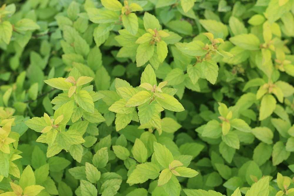 Perfect Plants Goldmound Spirea Shrub Spirea Shrubs 3 Perfect Plants Goldmound Spirea Shrub Spirea Shrubs