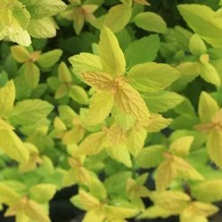 Perfect Plants Goldmound Spirea Shrub Spirea Shrubs 8 Perfect Plants Goldmound Spirea Shrub Spirea Shrubs