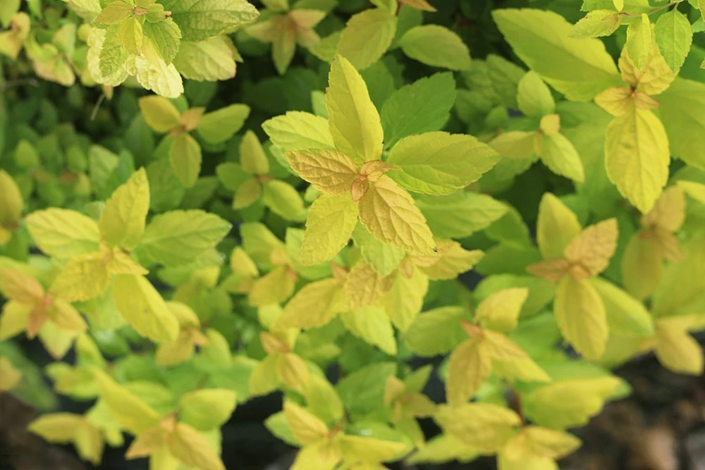 Perfect Plants Goldmound Spirea Shrub Spirea Shrubs 4 Perfect Plants Goldmound Spirea Shrub Spirea Shrubs
