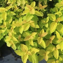 Perfect Plants Goldmound Spirea Shrub Spirea Shrubs 9 Perfect Plants Goldmound Spirea Shrub Spirea Shrubs