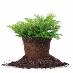 Perfect Plants Cephalotaxus Spreading Yew Shrub