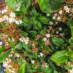 Perfect Plants Spring Bouquet Viburnum
