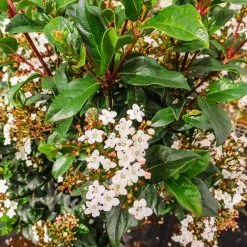 Perfect Plants Spring Bouquet Viburnum