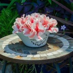 Perfect Plants All Shrubs & Hedges Autumn Starburst™ Encore® Azalea Shrub