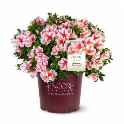 Perfect Plants All Shrubs & Hedges Autumn Starburst™ Encore® Azalea Shrub