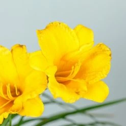 Perfect Plants All Shrubs & Hedges Stella De Oro Daylily Shrub