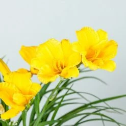 Perfect Plants All Shrubs & Hedges Stella De Oro Daylily Shrub