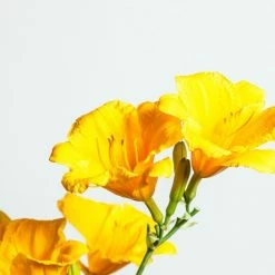 Perfect Plants All Shrubs & Hedges Stella De Oro Daylily Shrub